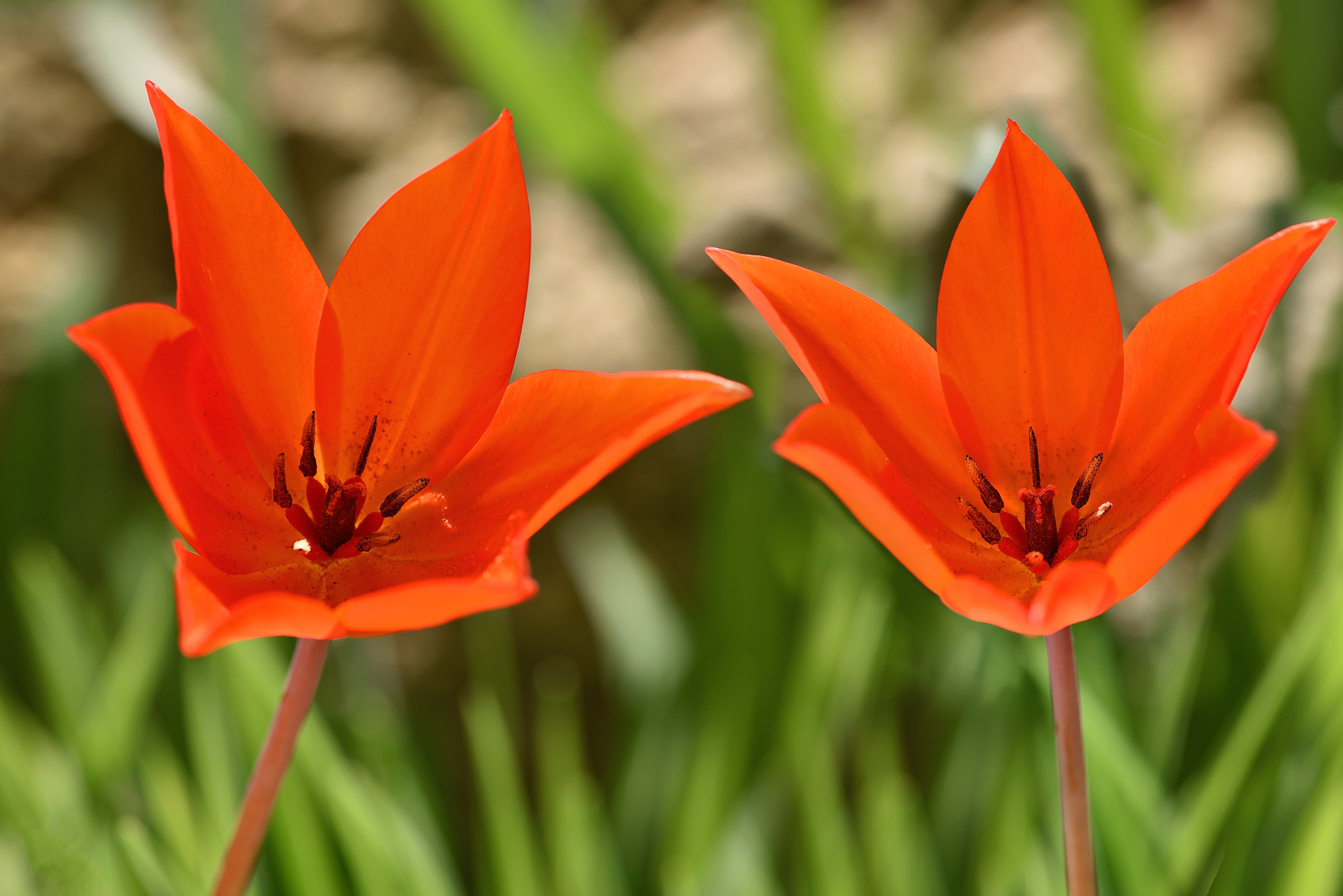 two orange flower