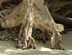 mangrove root thumbnail