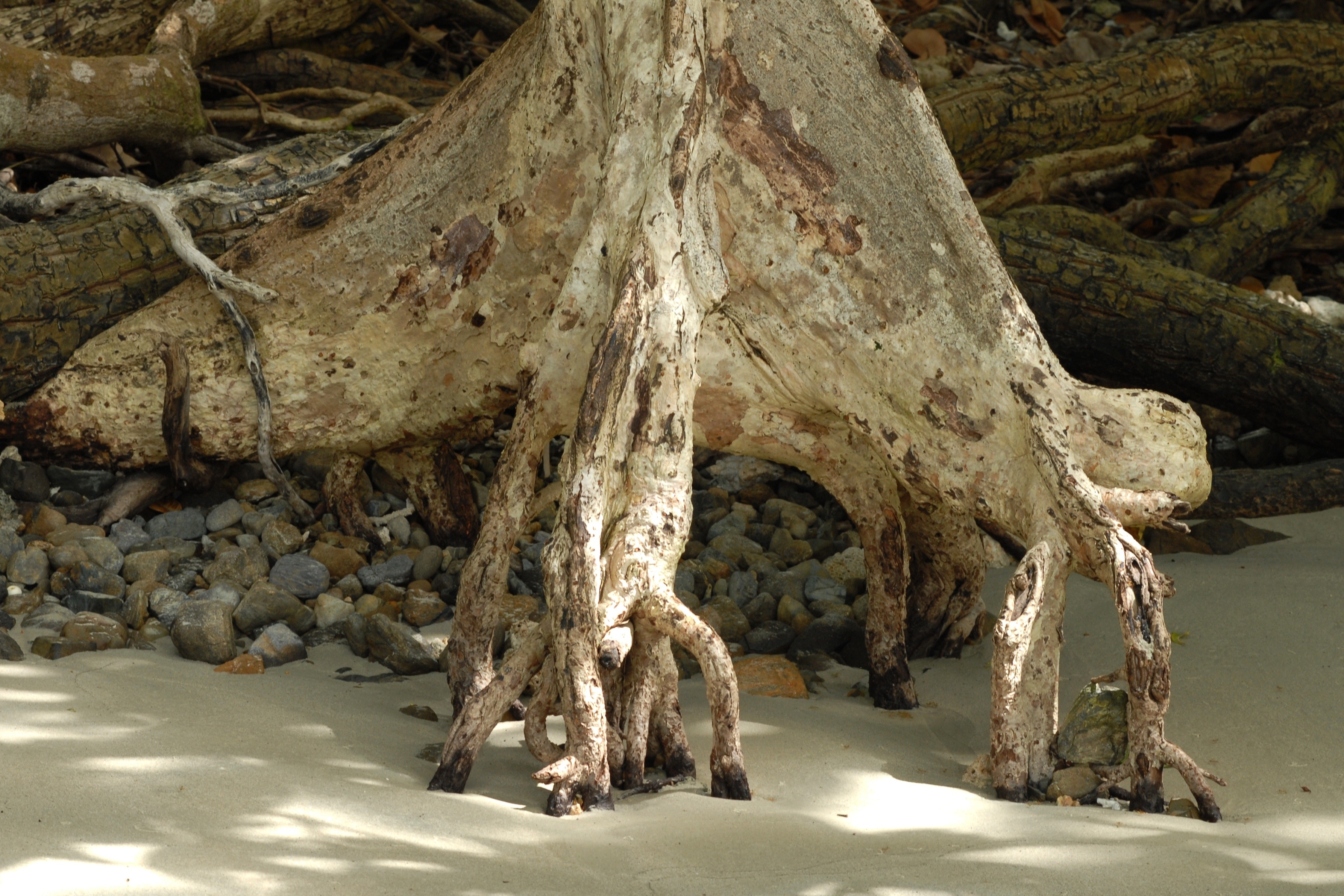 mangrove root