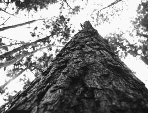 gray scale tree thumbnail