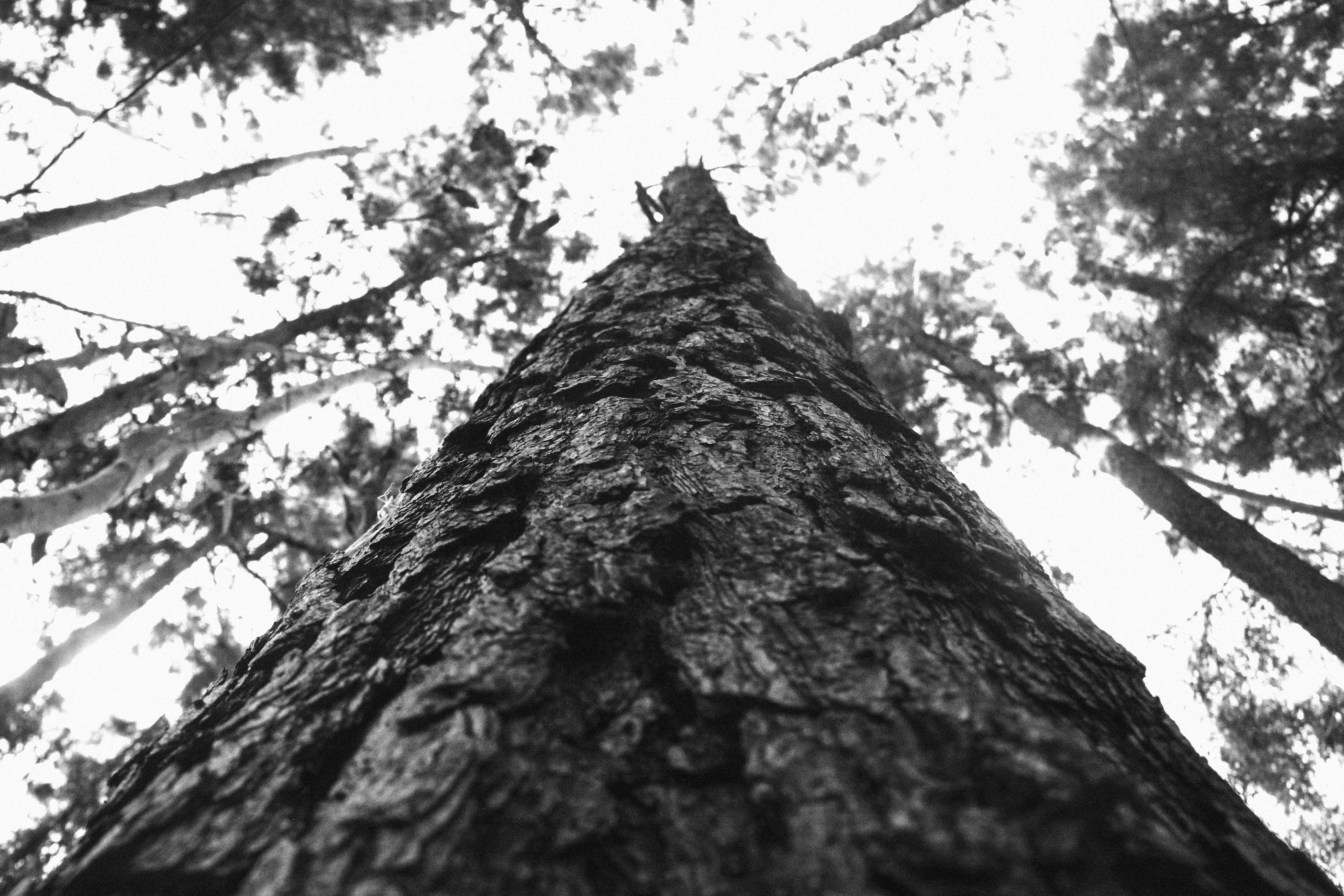 gray scale tree
