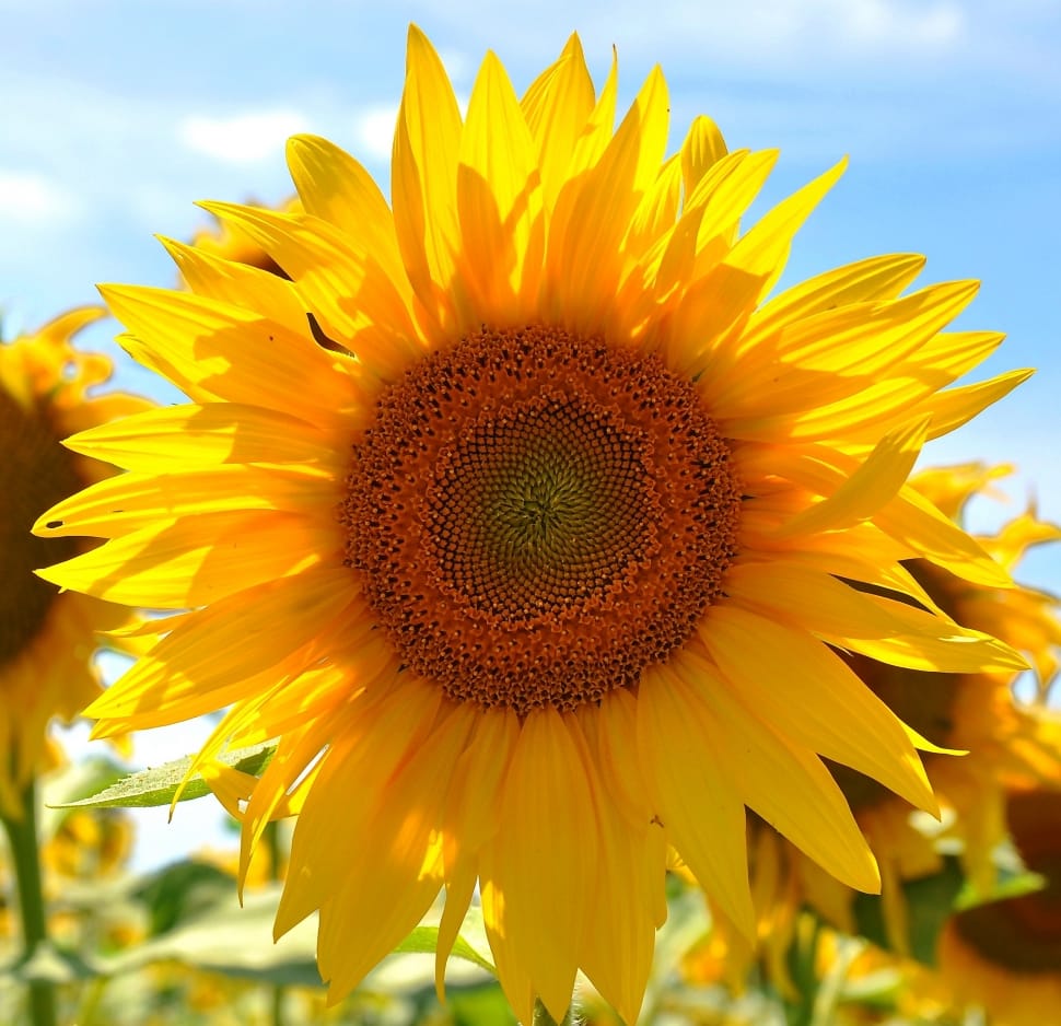 yellow sunflower preview