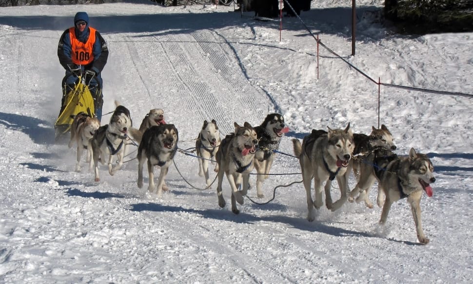 Musher, Race, Winter, Dogs, Competition, winter, cold temperature preview