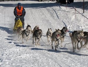 Musher, Race, Winter, Dogs, Competition, winter, cold temperature thumbnail