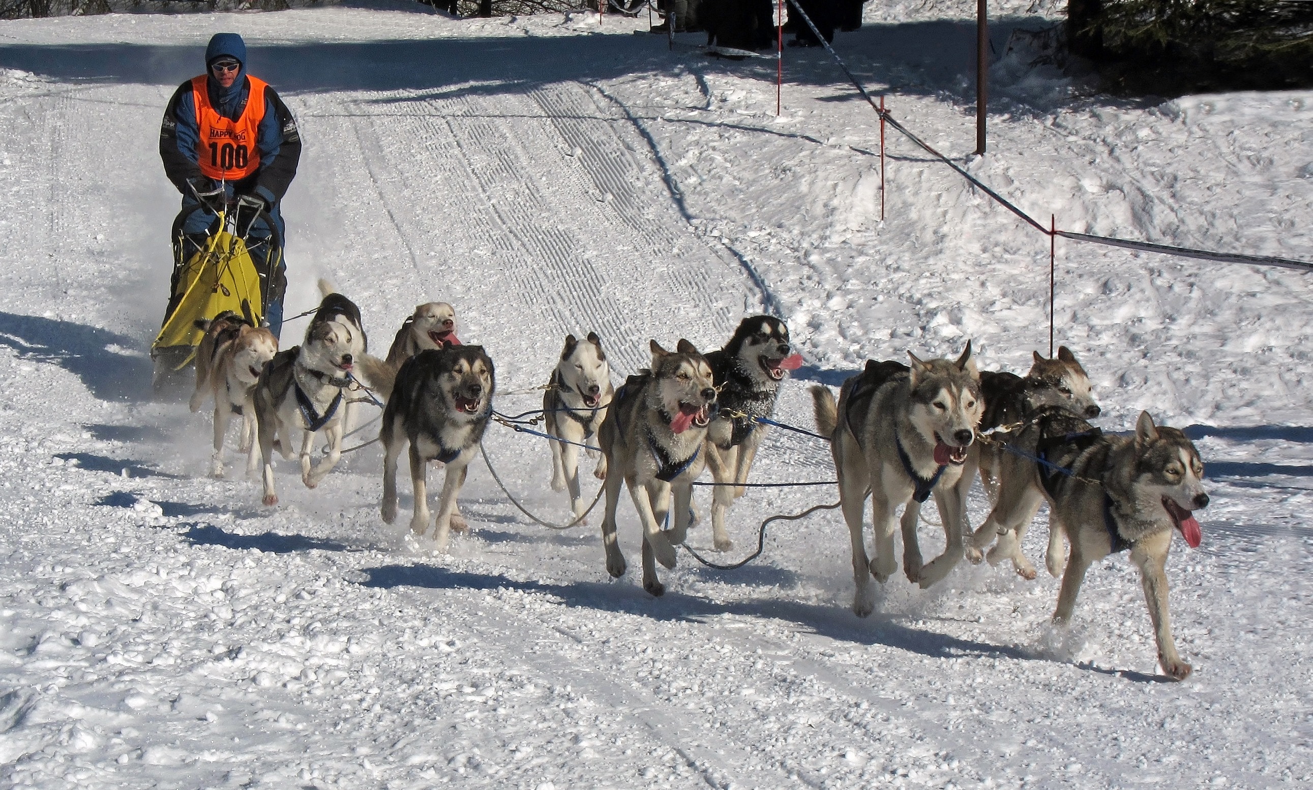 Musher, Race, Winter, Dogs, Competition, winter, cold temperature