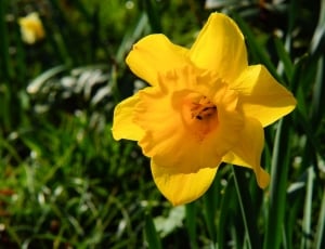 Blossom, Yellow, Narcissus, Bloom, flower, yellow thumbnail