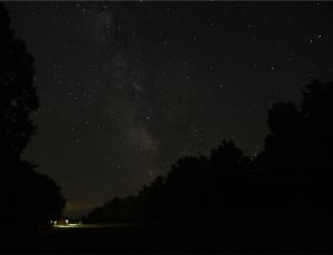 silhouette of trees with stars thumbnail