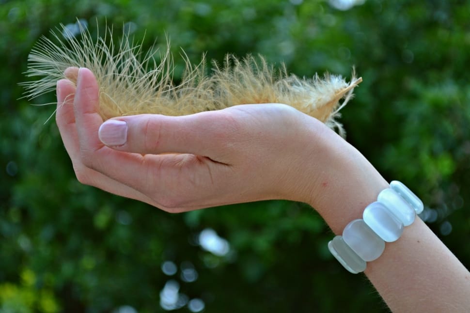 Hand, Feather, Plume, Woman, Girl, human body part, human hand preview