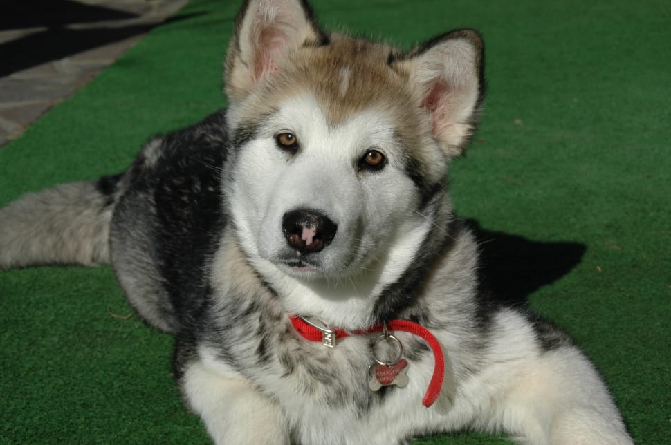 grey and black siberian husky preview