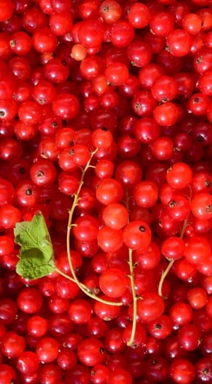 cherries thumbnail