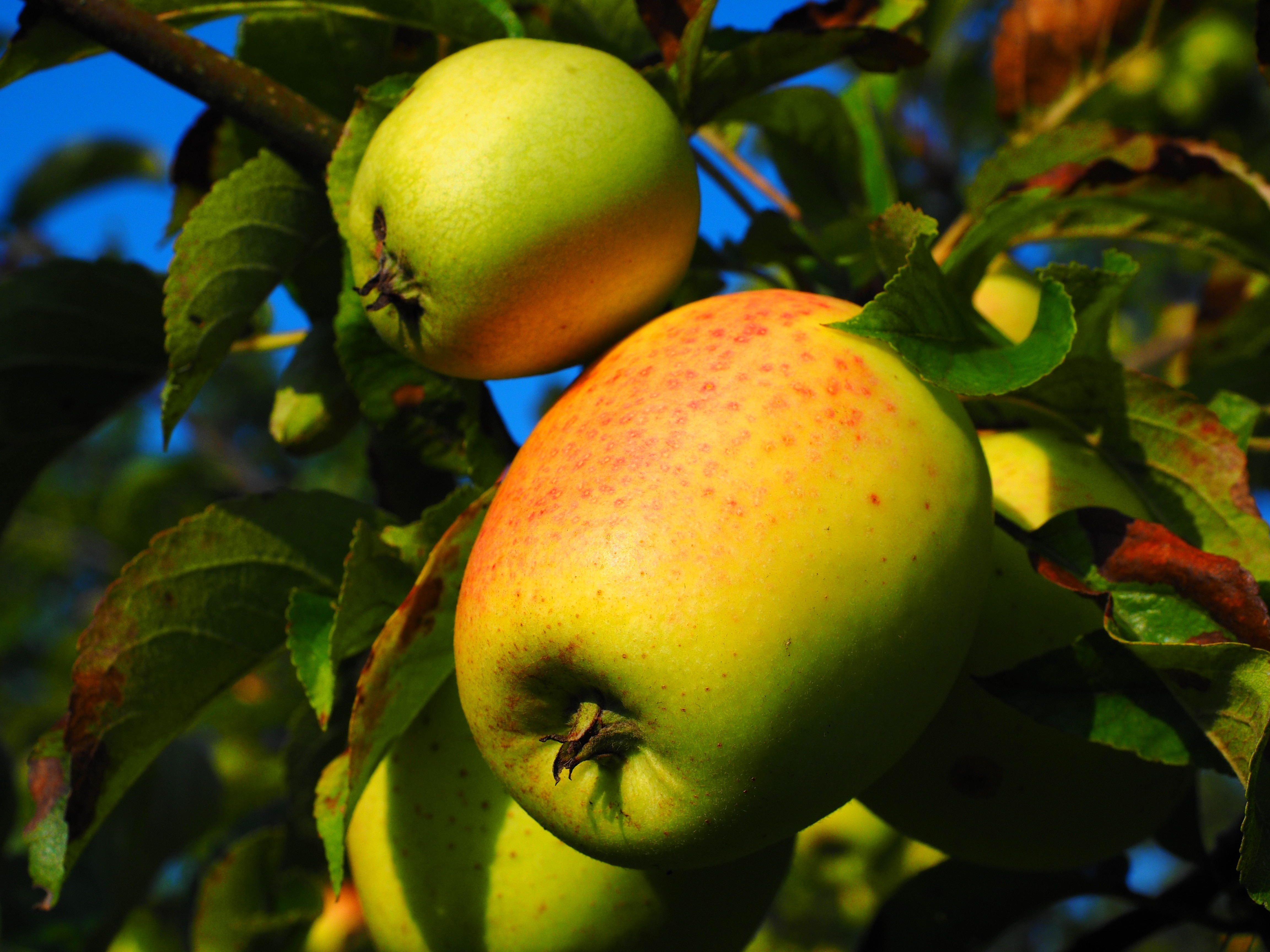 Яблоко яблоня фруктов
