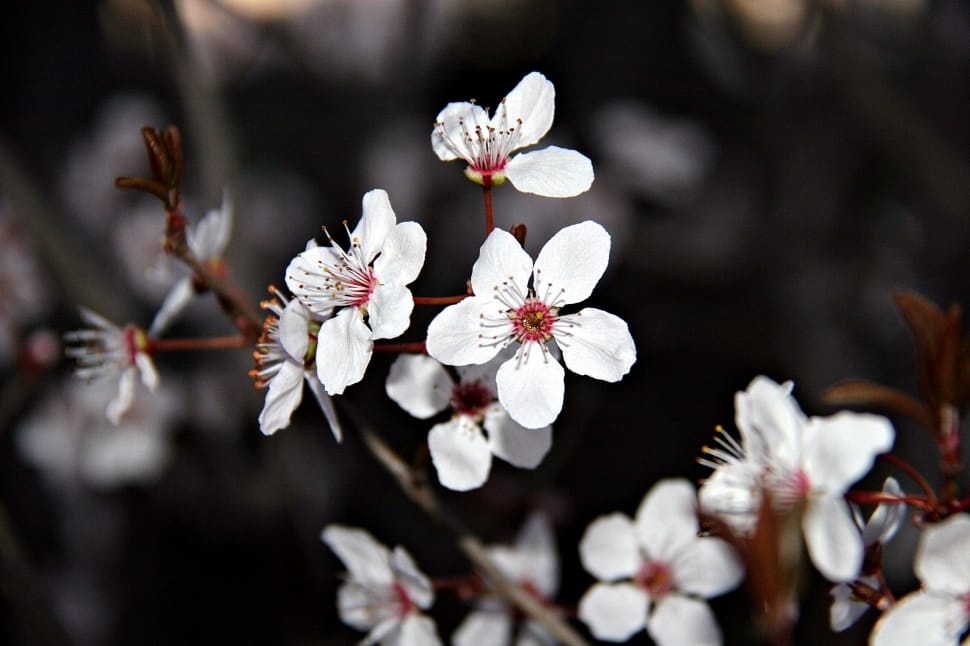 white cherry blossom flowers preview