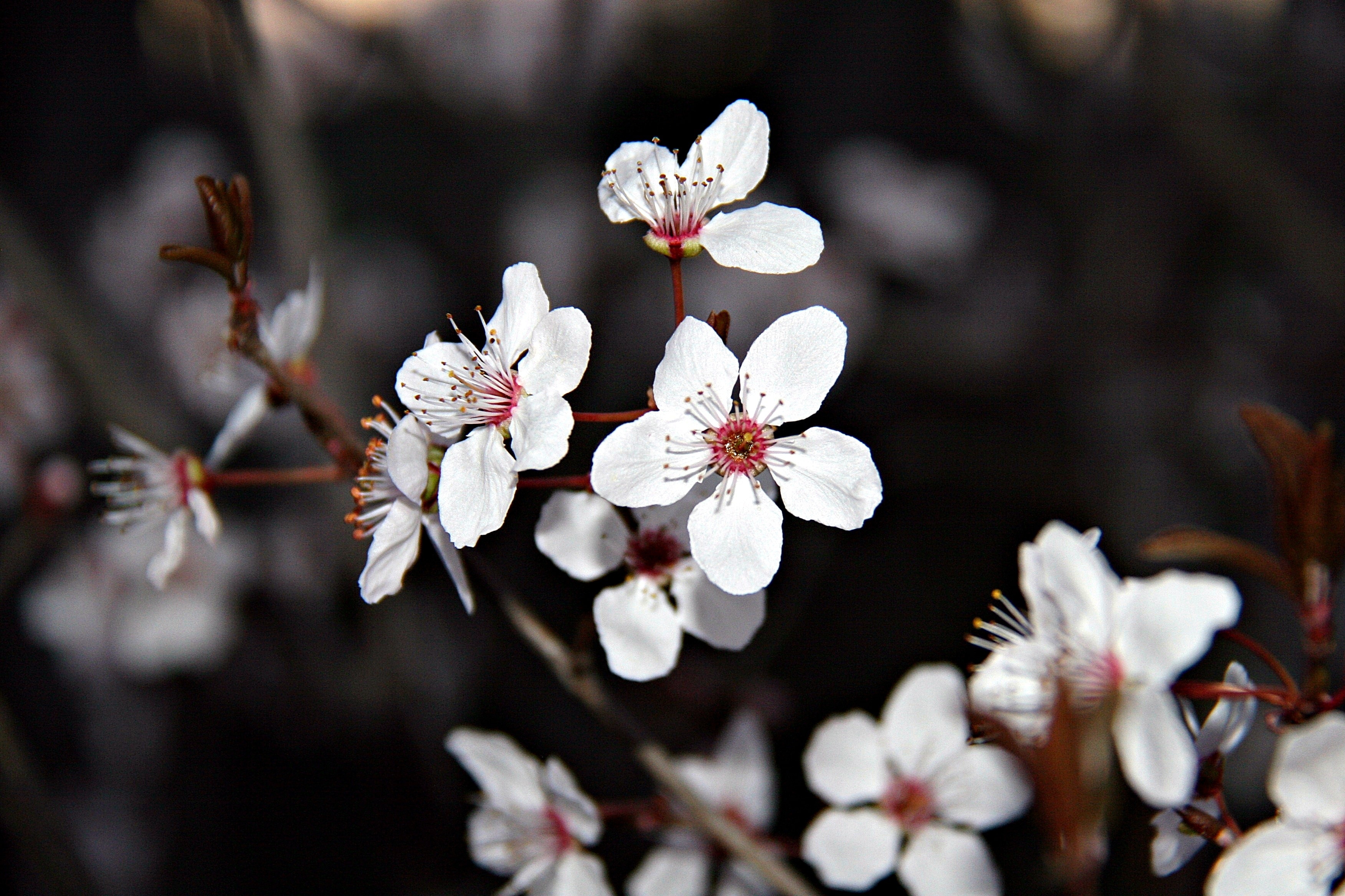 white cherry blossom flowers