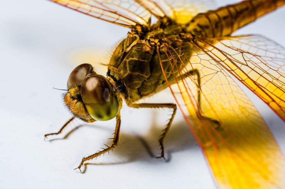 Close, Insect, Chitin, Dragonfly, Yellow, insect, macro preview