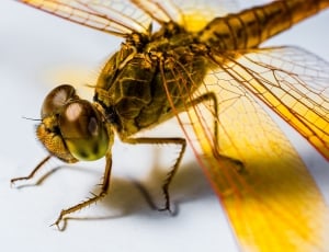 Close, Insect, Chitin, Dragonfly, Yellow, insect, macro thumbnail