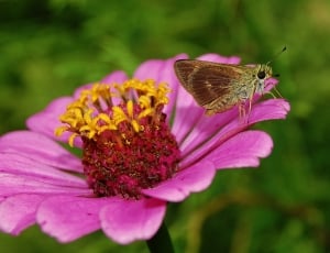 Bug, Insect, Flower, Zinnia, Moth, flower, insect thumbnail