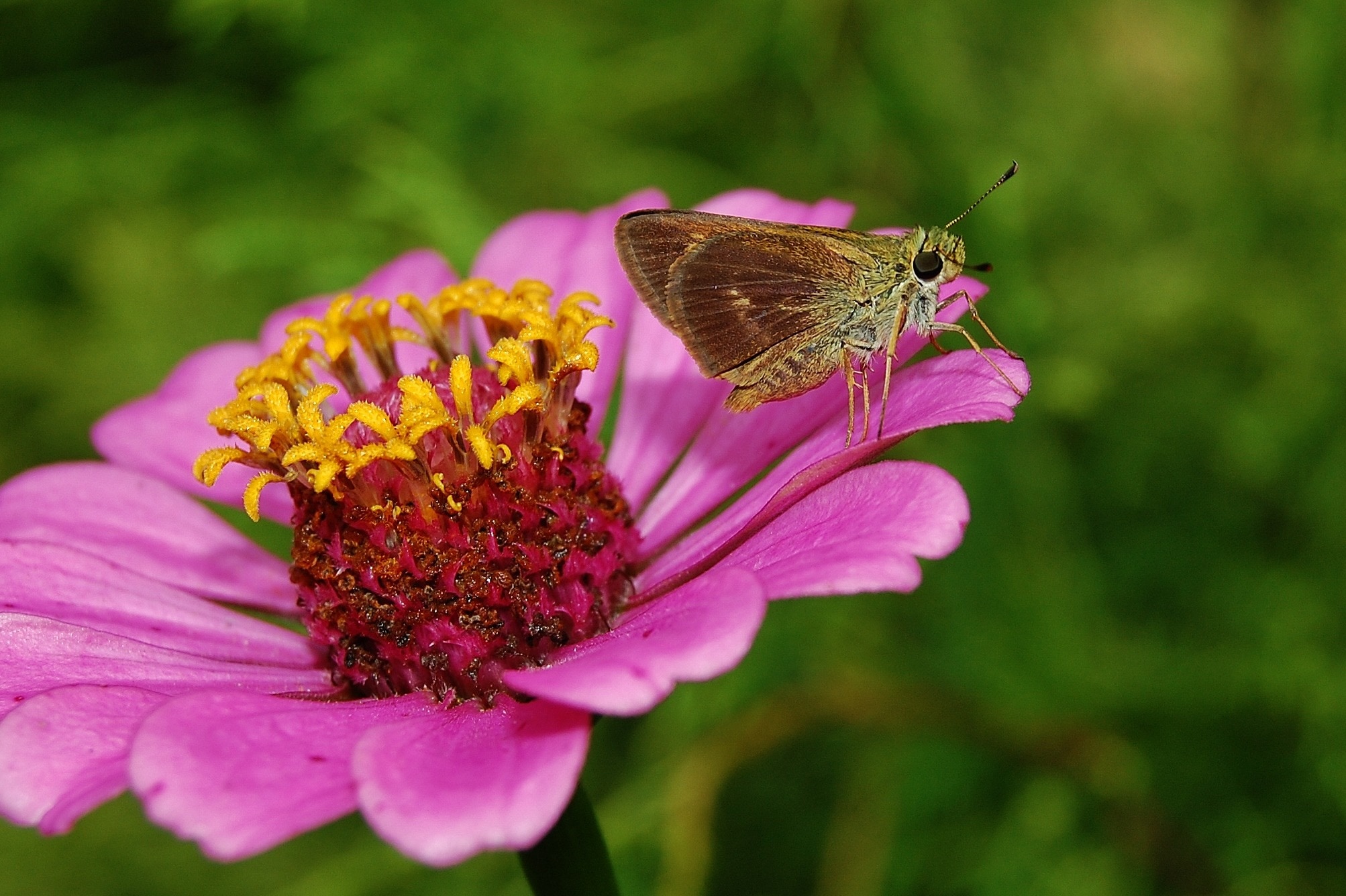 Bug, Insect, Flower, Zinnia, Moth, flower, insect