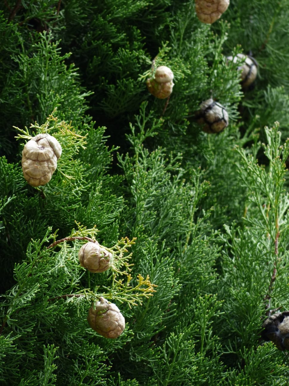 Cypress, Cypress Cone, Cupressus, green color, vegetable preview