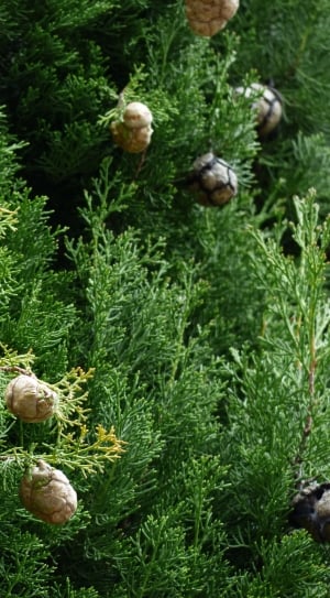 Cypress, Cypress Cone, Cupressus, green color, vegetable thumbnail