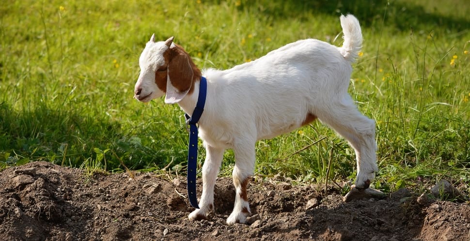 white and brown goat kid preview