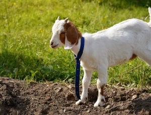 white and brown goat kid thumbnail