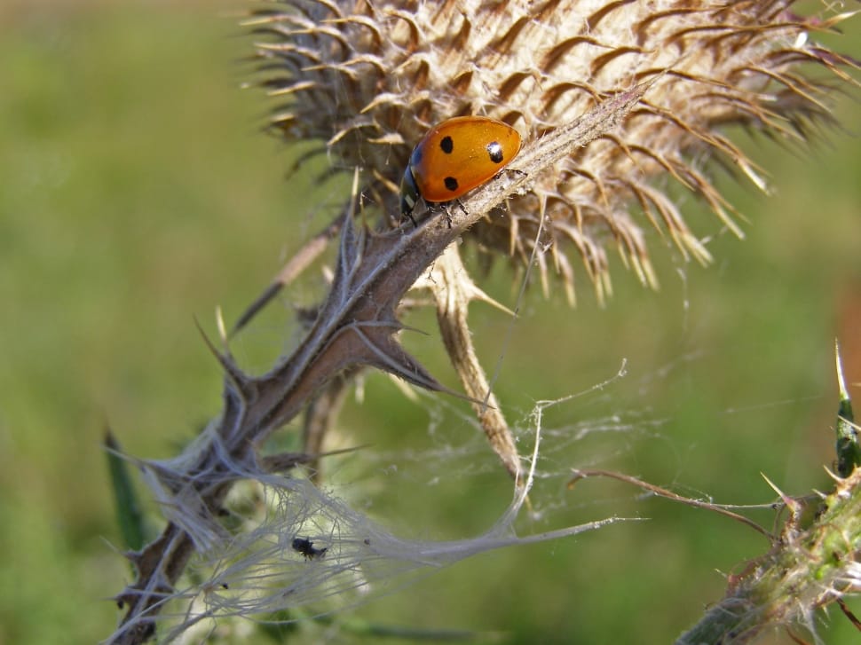 Spikes, Ladybug, Macro, Thistle, animals in the wild, animal wildlife preview