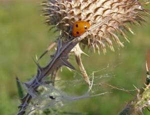 Spikes, Ladybug, Macro, Thistle, animals in the wild, animal wildlife thumbnail