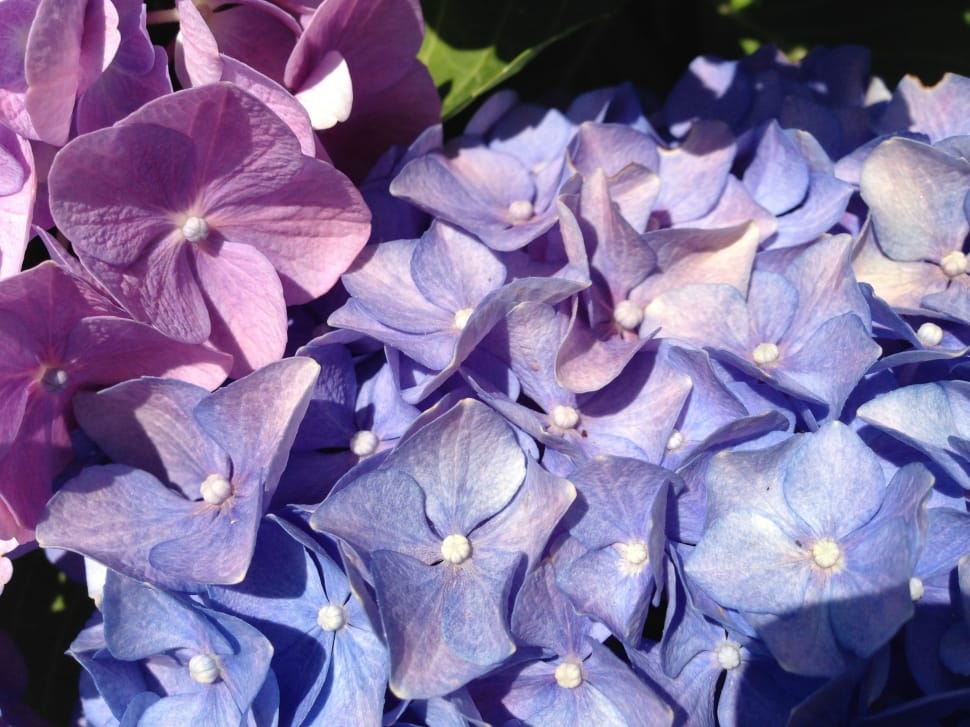purple hyacinths preview