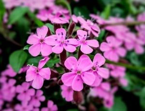 selective focus photography of purple petaled flower thumbnail