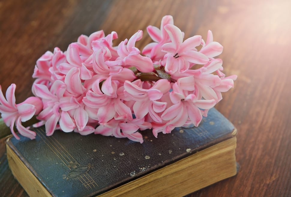 Fragrant Flower, Hyacinth, Flower, flower, pink color preview