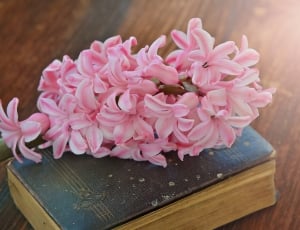 Fragrant Flower, Hyacinth, Flower, flower, pink color thumbnail
