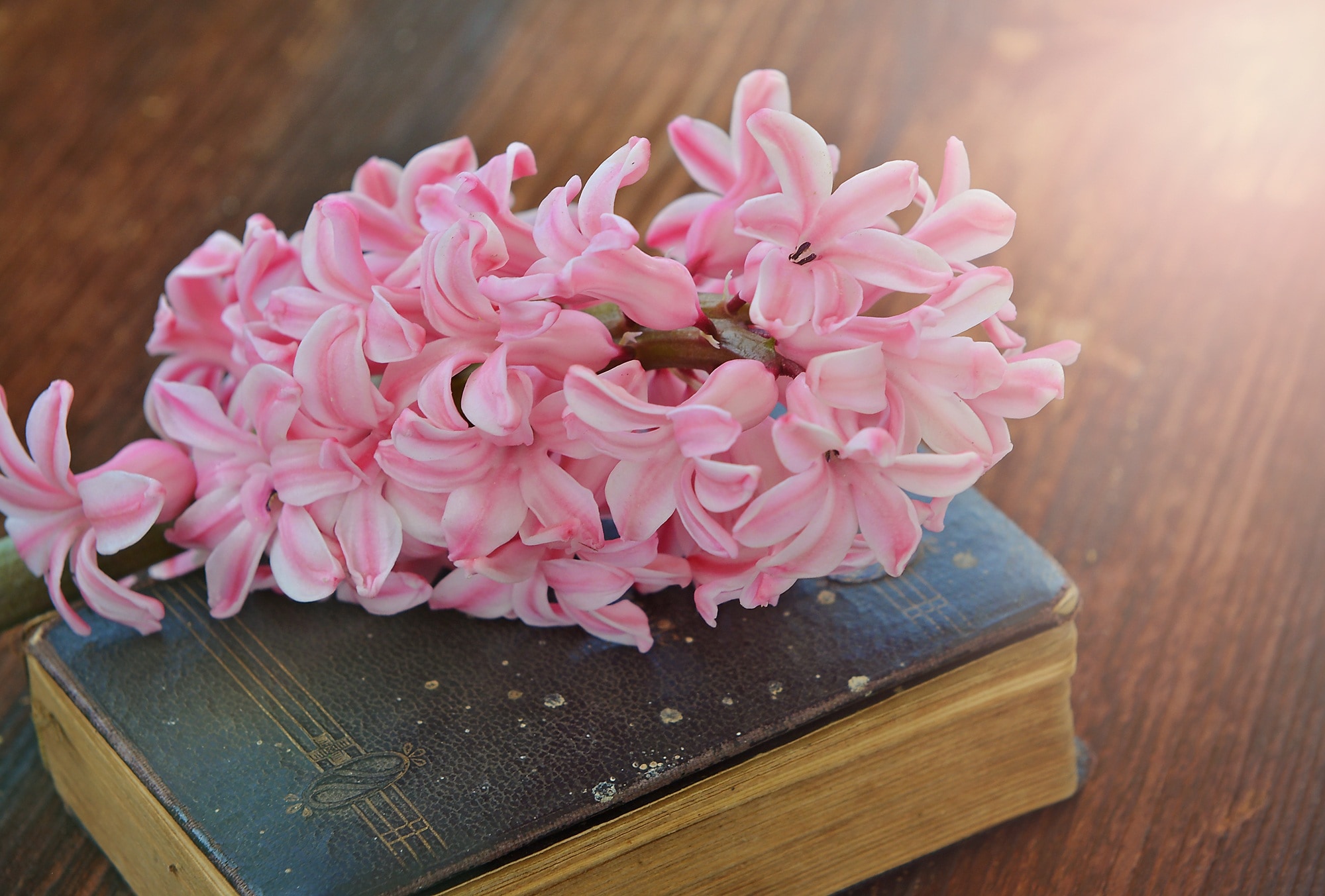 Fragrant Flower, Hyacinth, Flower, flower, pink color