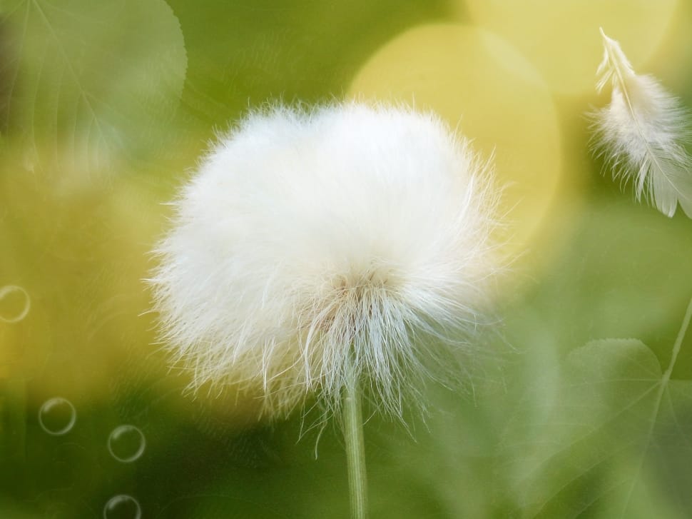white feathered flower preview