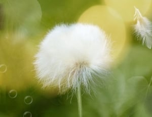 white feathered flower thumbnail