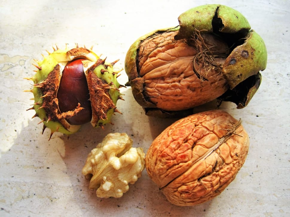 cacao fruit lot preview
