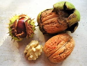 cacao fruit lot thumbnail