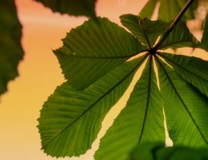 shallow focus photography of green leaves thumbnail
