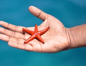 red starfish thumbnail