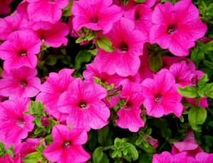 bunch of pink flower photography thumbnail