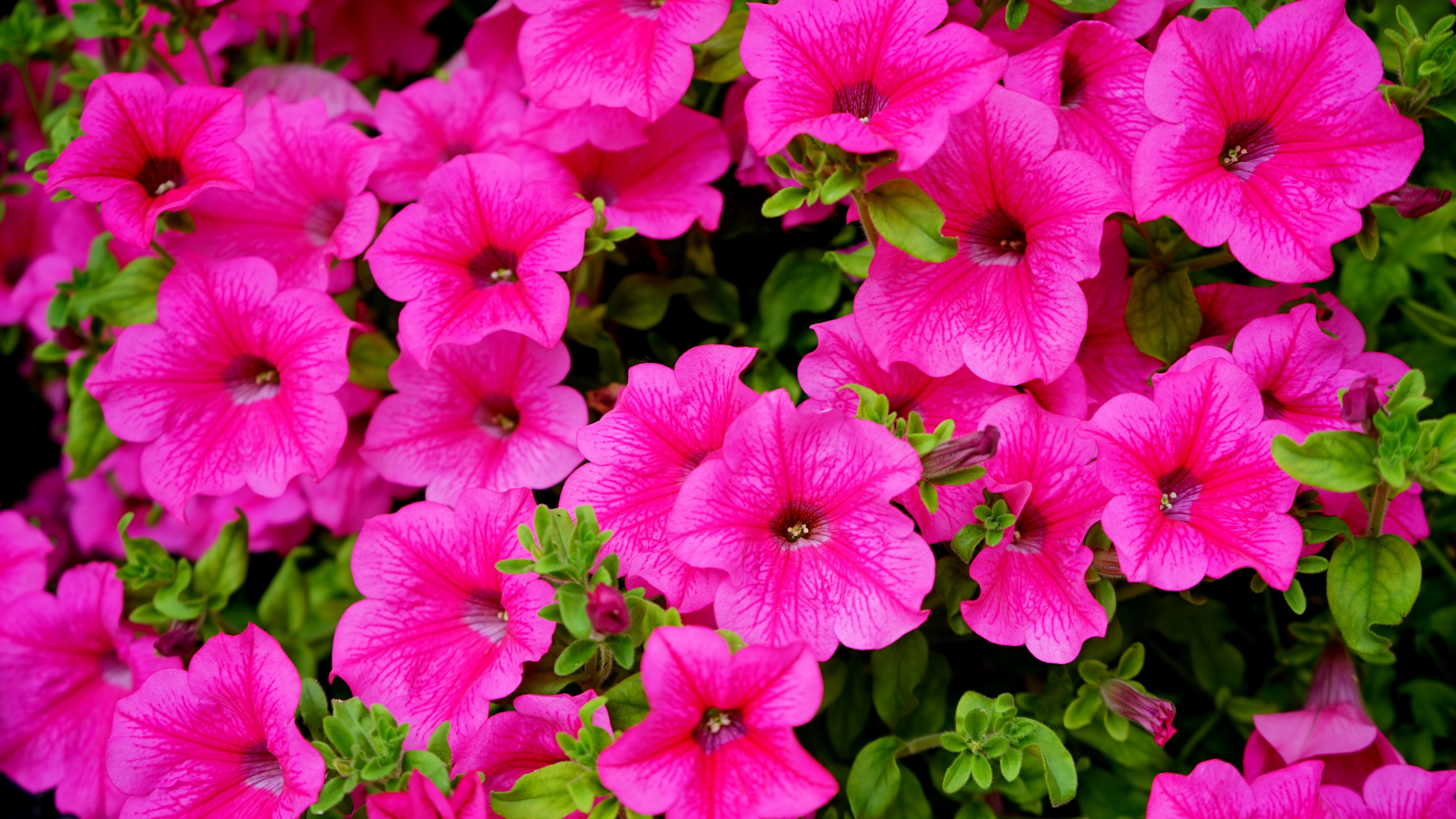 bunch of pink flower photography