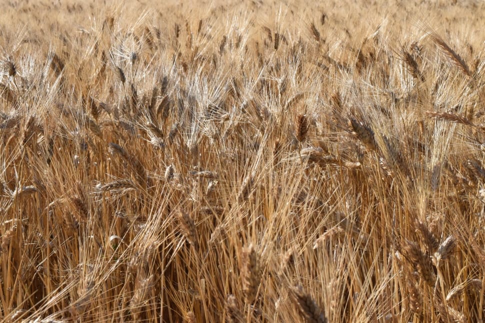 photo of wheat field preview