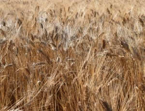 photo of wheat field thumbnail