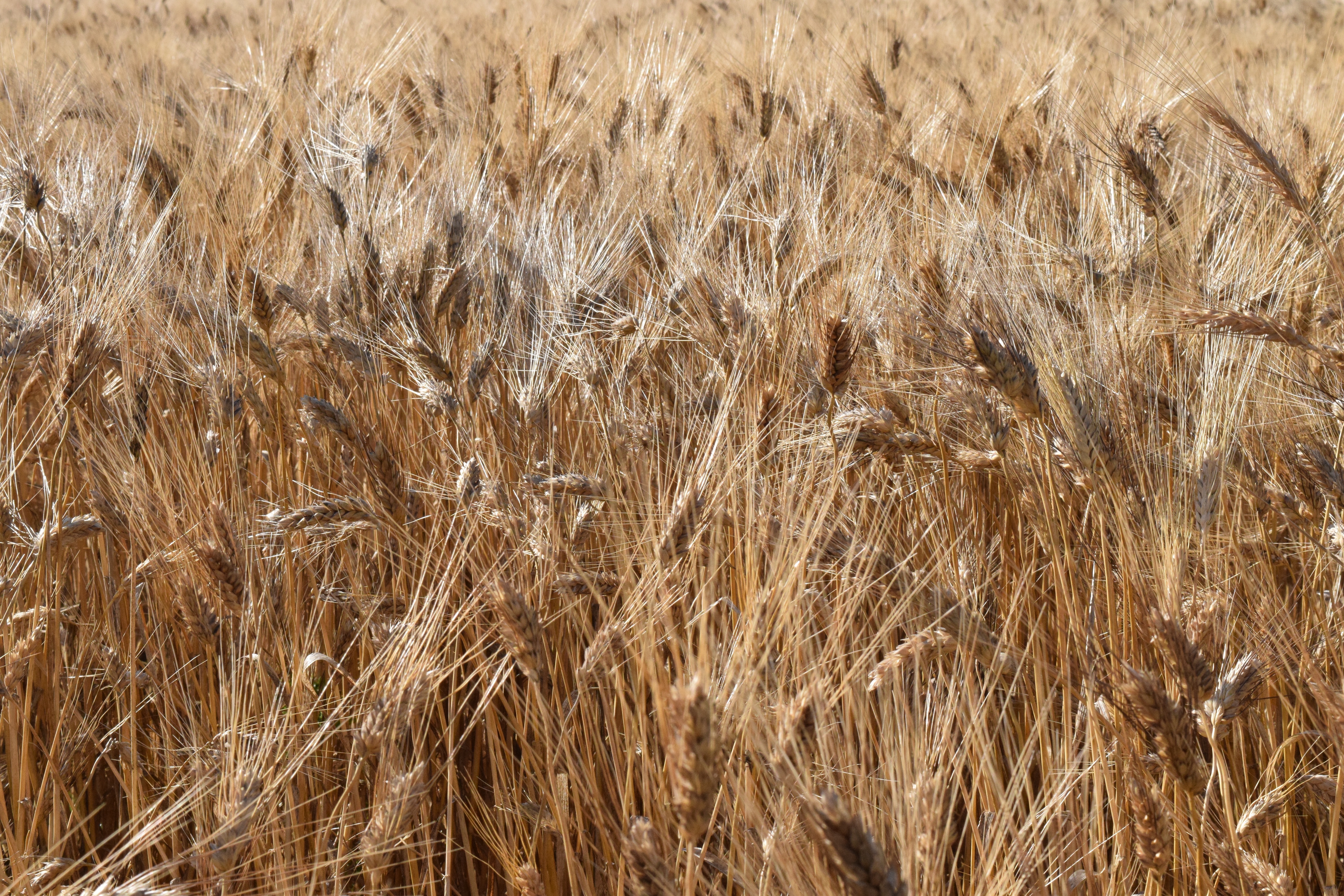 photo of wheat field