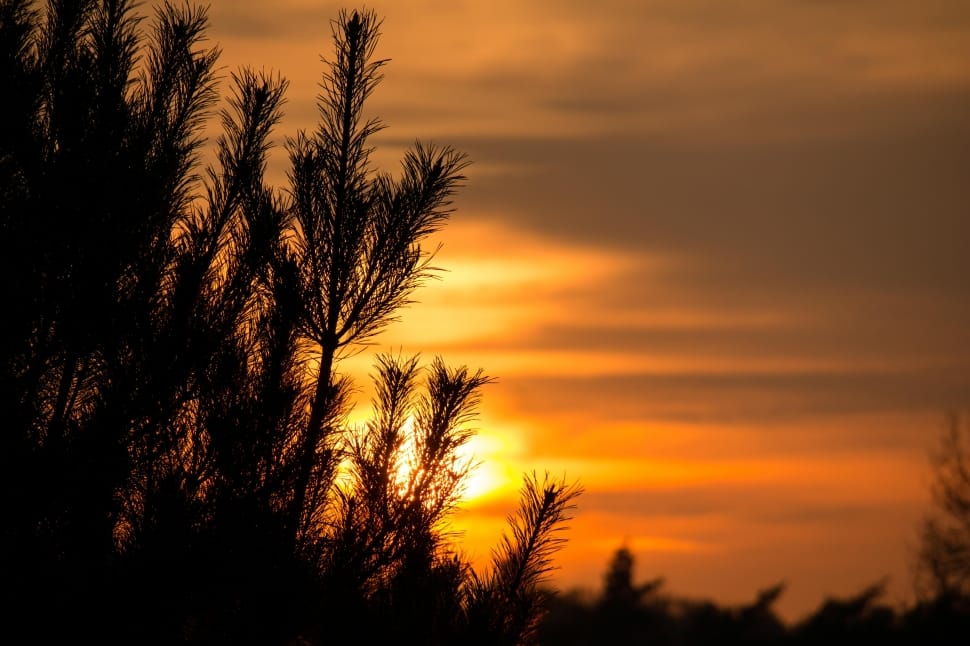 Branches, Yellow, Sunset, Needles, Pine, sunset, nature preview