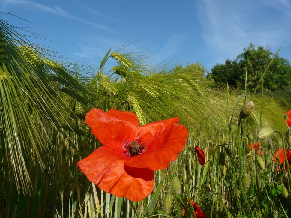 Red Poppy Field Of Corn, Spike, Poppy, flower, nature preview