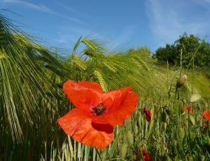 Red Poppy Field Of Corn, Spike, Poppy, flower, nature thumbnail