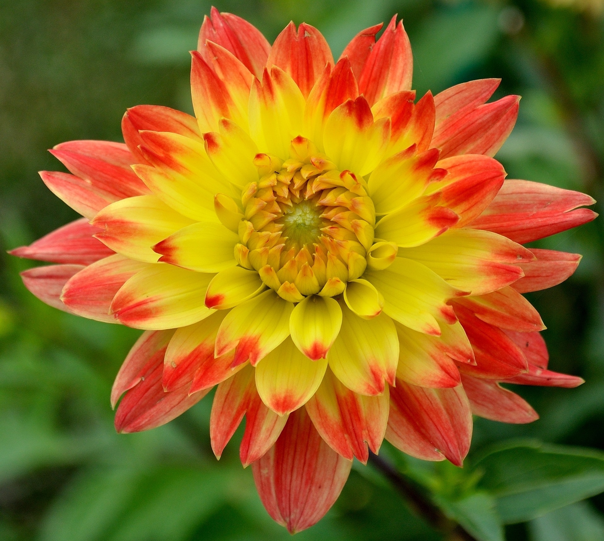 1920x1080 wallpaper | yellow and red dahlia | Peakpx