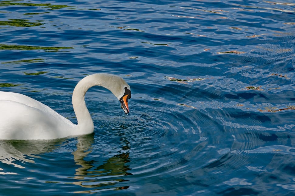 Bird, Lake, Swan, Water, Water Bird, animals in the wild, one animal preview