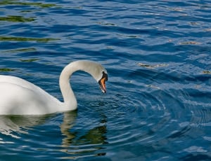 Bird, Lake, Swan, Water, Water Bird, animals in the wild, one animal thumbnail
