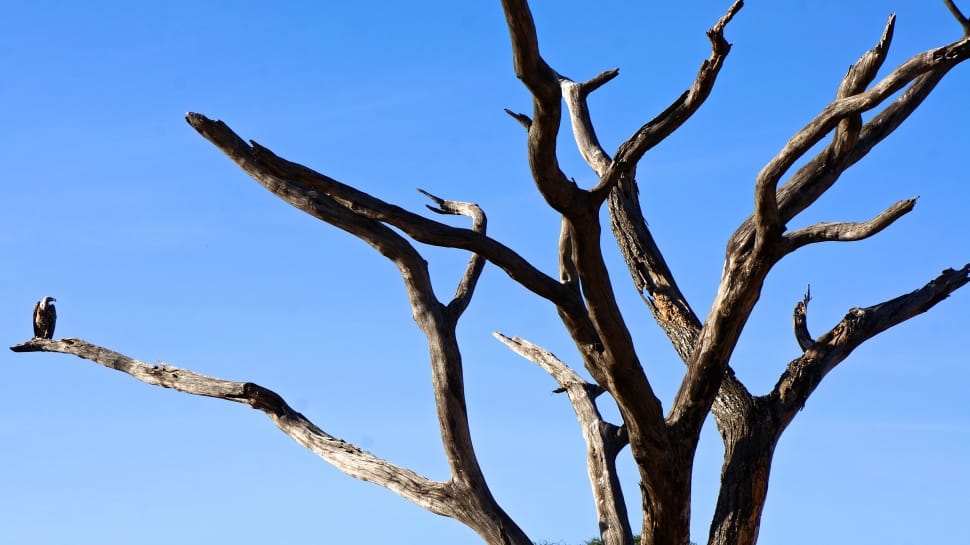 black tree branch preview